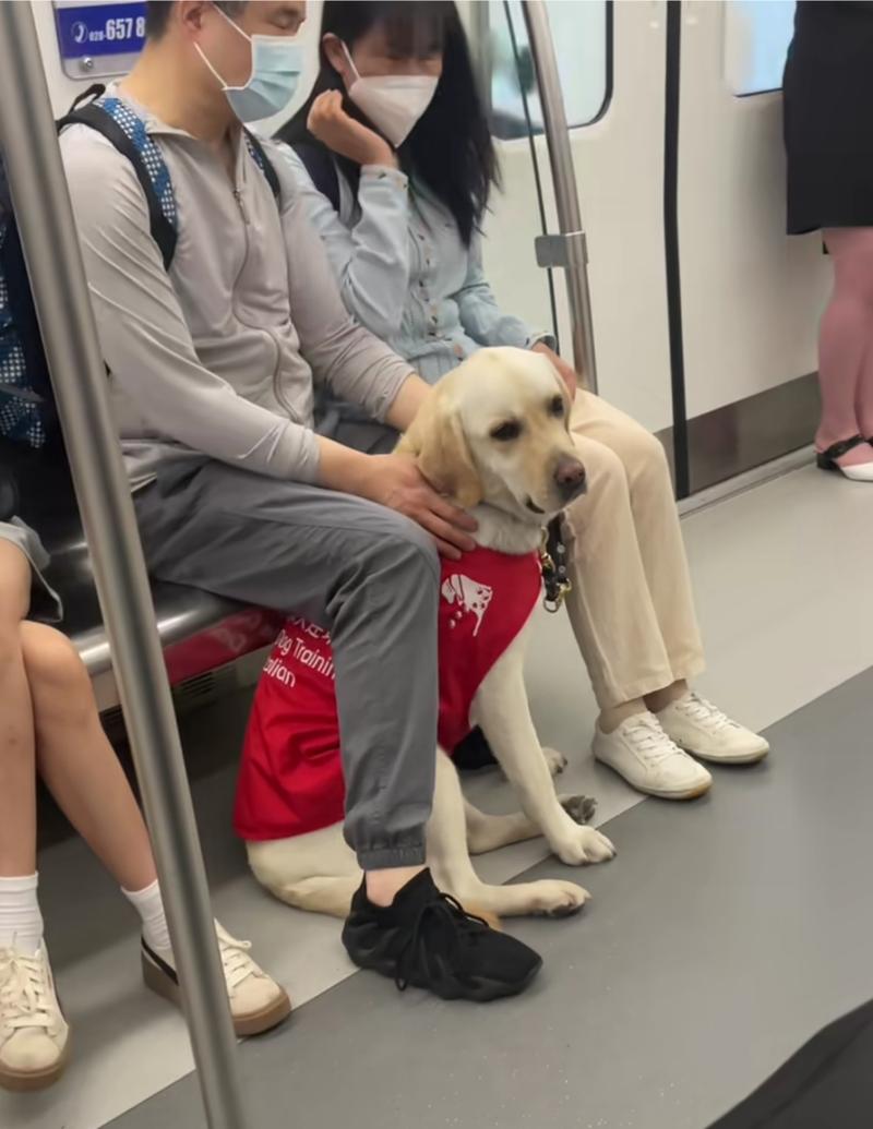 狗狗可以上地铁吗_狗狗可以上地铁吗广州-第2张图片-后鲨宠物 狗狗可以上地铁吗_狗狗可以上地铁吗广州-第2张图片-后鲨宠物