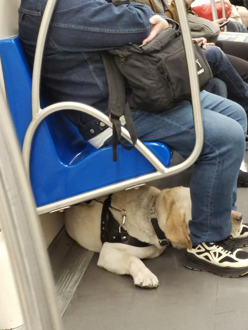 狗狗可以上地铁吗_狗狗可以上地铁吗广州-第4张图片-后鲨宠物 狗狗可以上地铁吗_狗狗可以上地铁吗广州-第4张图片-后鲨宠物