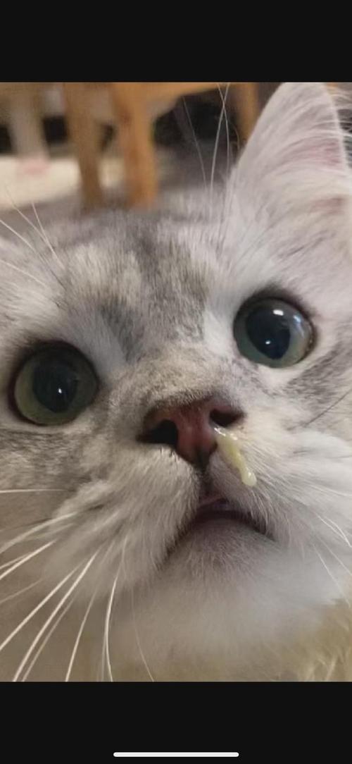 猫咪会打喷嚏吗_猫咪会打喷嚏吗为什么-第1张图片-后鲨宠物 猫咪会打喷嚏吗_猫咪会打喷嚏吗为什么-第1张图片-后鲨宠物