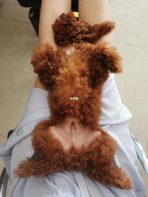 如何教狗狗坐下_如何教狗狗坐下与趴下-第2张图片-后鲨宠物 如何教狗狗坐下_如何教狗狗坐下与趴下-第2张图片-后鲨宠物