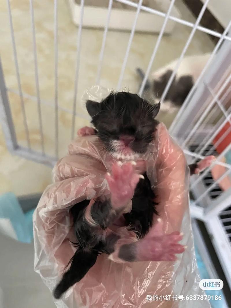 小猫咪能喝纯牛奶吗,宠物猫能喝纯牛奶吗-第2张图片-后鲨宠物 小猫咪能喝纯牛奶吗,宠物猫能喝纯牛奶吗-第2张图片-后鲨宠物