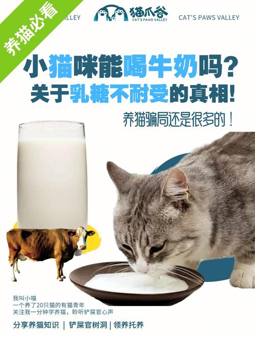 小猫咪能喝纯牛奶吗,宠物猫能喝纯牛奶吗-第4张图片-后鲨宠物 小猫咪能喝纯牛奶吗,宠物猫能喝纯牛奶吗-第4张图片-后鲨宠物