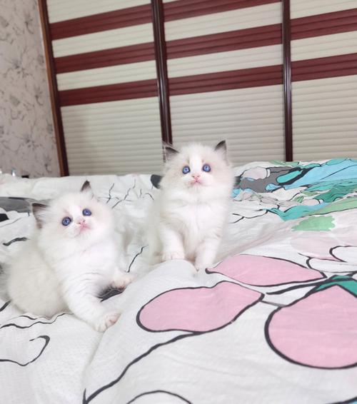  猫咪一餐吃多少，猫咪一餐吃多少鱼