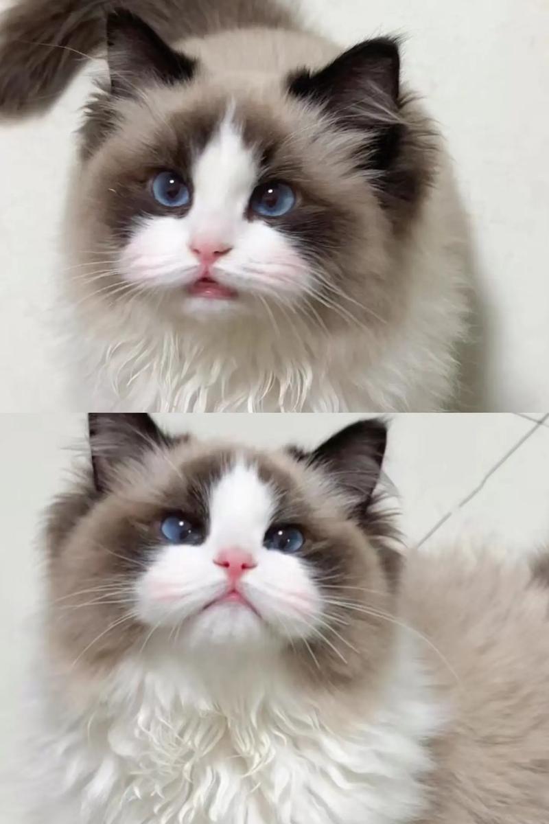 猫咪一餐吃多少,猫咪一餐吃多少鱼-第3张图片-后鲨宠物 猫咪一餐吃多少,猫咪一餐吃多少鱼-第3张图片-后鲨宠物