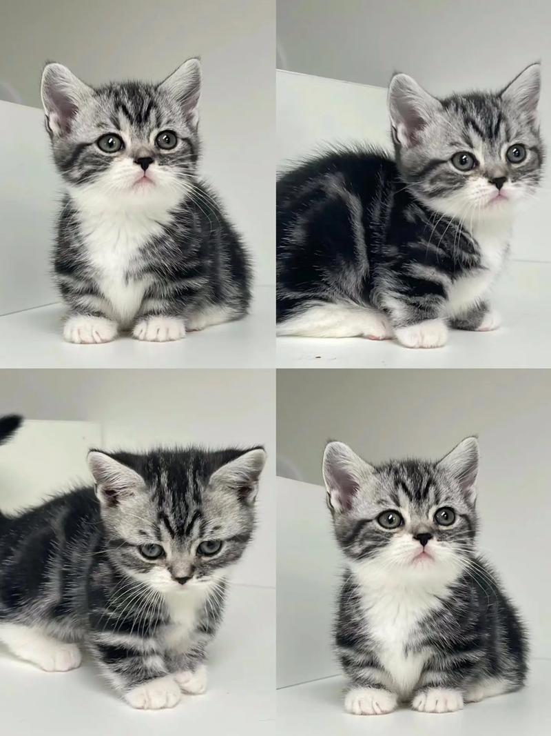 猫咪一餐吃多少,猫咪一餐吃多少鱼-第5张图片-后鲨宠物 猫咪一餐吃多少,猫咪一餐吃多少鱼-第5张图片-后鲨宠物