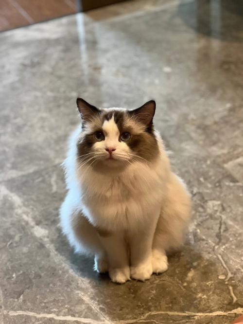  猫咪为什么喜欢钻被窝，猫咪为什么喜欢钻被窝裤裆