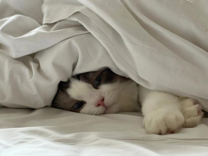 猫咪为什么喜欢钻被窝,猫咪为什么喜欢钻被窝裤裆-第2张图片-后鲨宠物 猫咪为什么喜欢钻被窝,猫咪为什么喜欢钻被窝裤裆-第2张图片-后鲨宠物