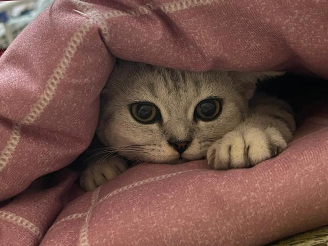 猫咪为什么喜欢钻被窝,猫咪为什么喜欢钻被窝裤裆-第3张图片-后鲨宠物 猫咪为什么喜欢钻被窝,猫咪为什么喜欢钻被窝裤裆-第3张图片-后鲨宠物