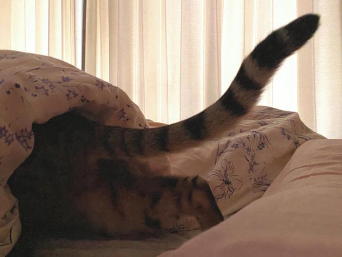 猫咪为什么喜欢钻被窝,猫咪为什么喜欢钻被窝裤裆-第4张图片-后鲨宠物 猫咪为什么喜欢钻被窝,猫咪为什么喜欢钻被窝裤裆-第4张图片-后鲨宠物