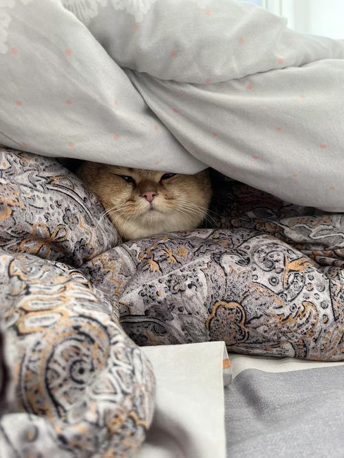 猫咪为什么喜欢钻被窝,猫咪为什么喜欢钻被窝裤裆-第5张图片-后鲨宠物 猫咪为什么喜欢钻被窝,猫咪为什么喜欢钻被窝裤裆-第5张图片-后鲨宠物