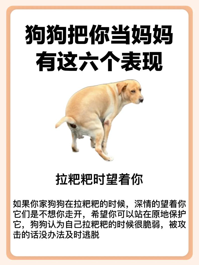 狗狗会把主人当妈妈吗,狗狗会不会把主人当妈-第5张图片-后鲨宠物 狗狗会把主人当妈妈吗,狗狗会不会把主人当妈-第5张图片-后鲨宠物