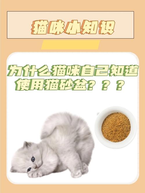  猫咪为什么会用猫砂，猫咪为什么会用猫砂盆了还在床上拉屎