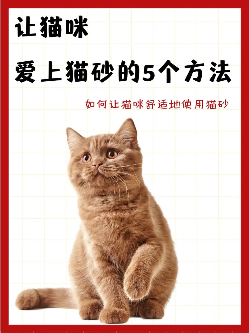 猫咪为什么会用猫砂,猫咪为什么会用猫砂盆了还在床上拉屎-第4张图片-后鲨宠物 猫咪为什么会用猫砂,猫咪为什么会用猫砂盆了还在床上拉屎-第4张图片-后鲨宠物