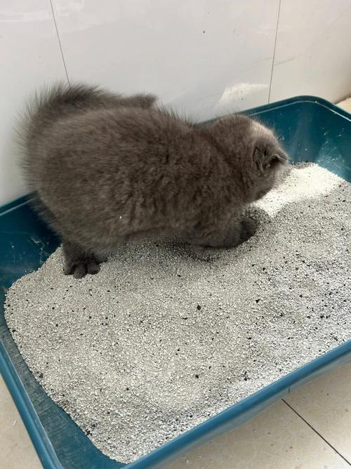 猫咪为什么会用猫砂,猫咪为什么会用猫砂盆了还在床上拉屎-第5张图片-后鲨宠物 猫咪为什么会用猫砂,猫咪为什么会用猫砂盆了还在床上拉屎-第5张图片-后鲨宠物