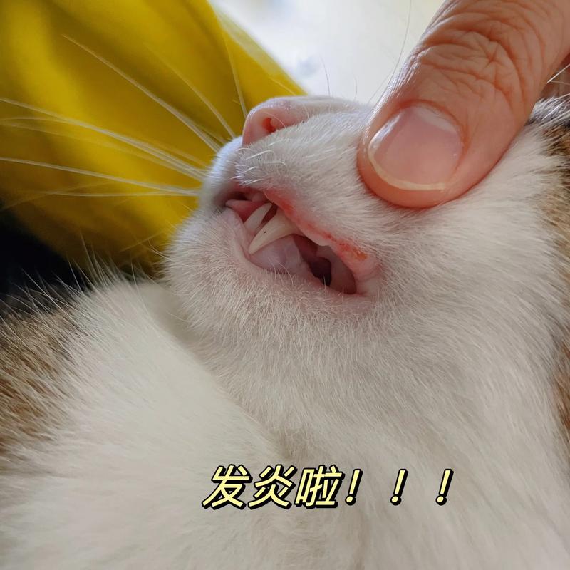 猫咪嘴臭怎么办,猫嘴臭怎么解决方法-第4张图片-后鲨宠物 猫咪嘴臭怎么办,猫嘴臭怎么解决方法-第4张图片-后鲨宠物