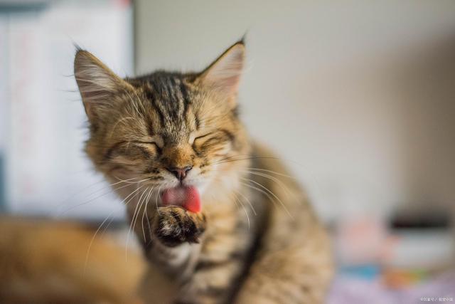 猫咪嘴臭怎么办,猫嘴臭怎么解决方法-第6张图片-后鲨宠物 猫咪嘴臭怎么办,猫嘴臭怎么解决方法-第6张图片-后鲨宠物