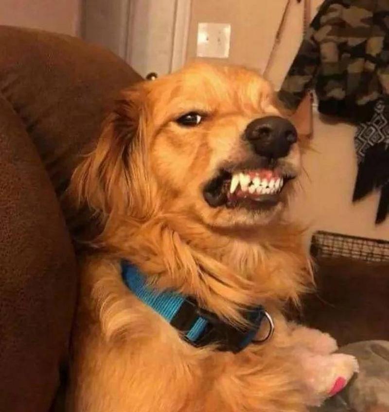 狗狗呲牙代表什么_狗狗呲牙怎么办-第1张图片-后鲨宠物 狗狗呲牙代表什么_狗狗呲牙怎么办-第1张图片-后鲨宠物