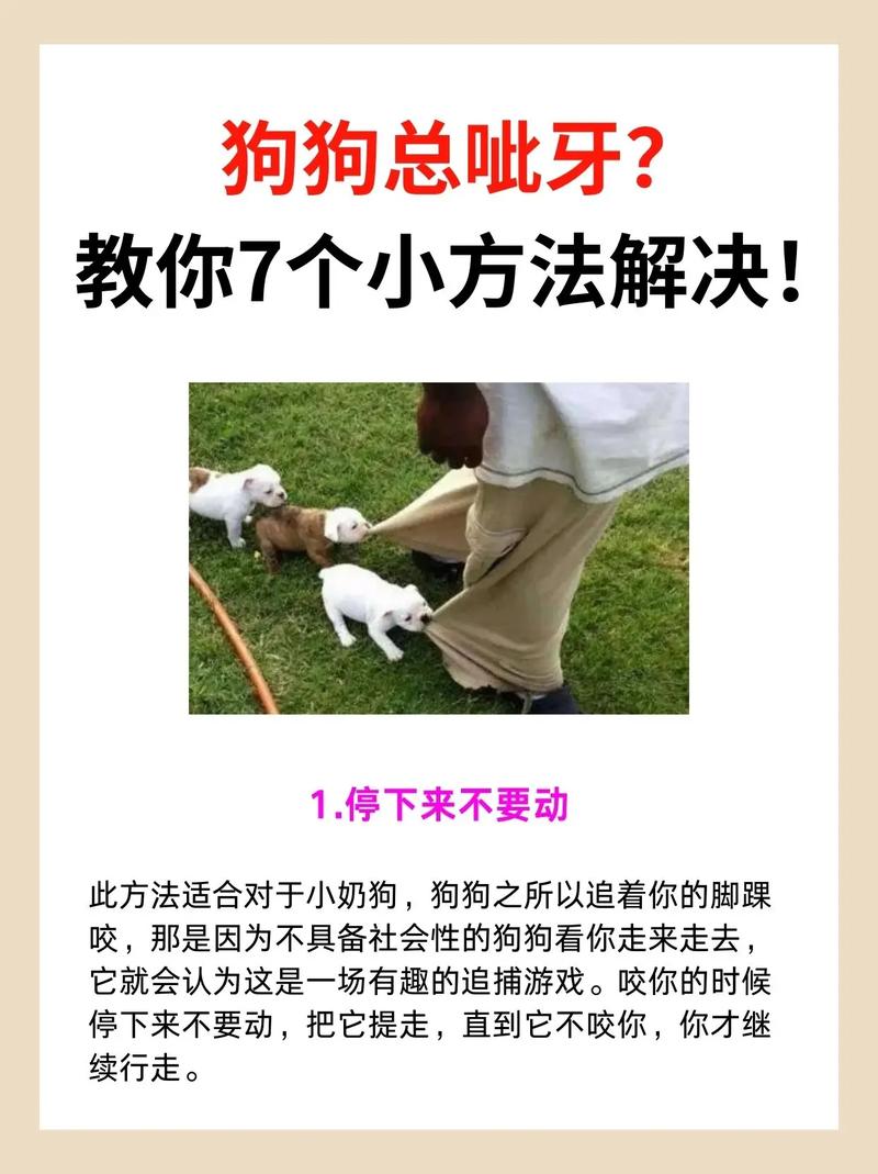 狗狗呲牙代表什么_狗狗呲牙怎么办-第2张图片-后鲨宠物 狗狗呲牙代表什么_狗狗呲牙怎么办-第2张图片-后鲨宠物