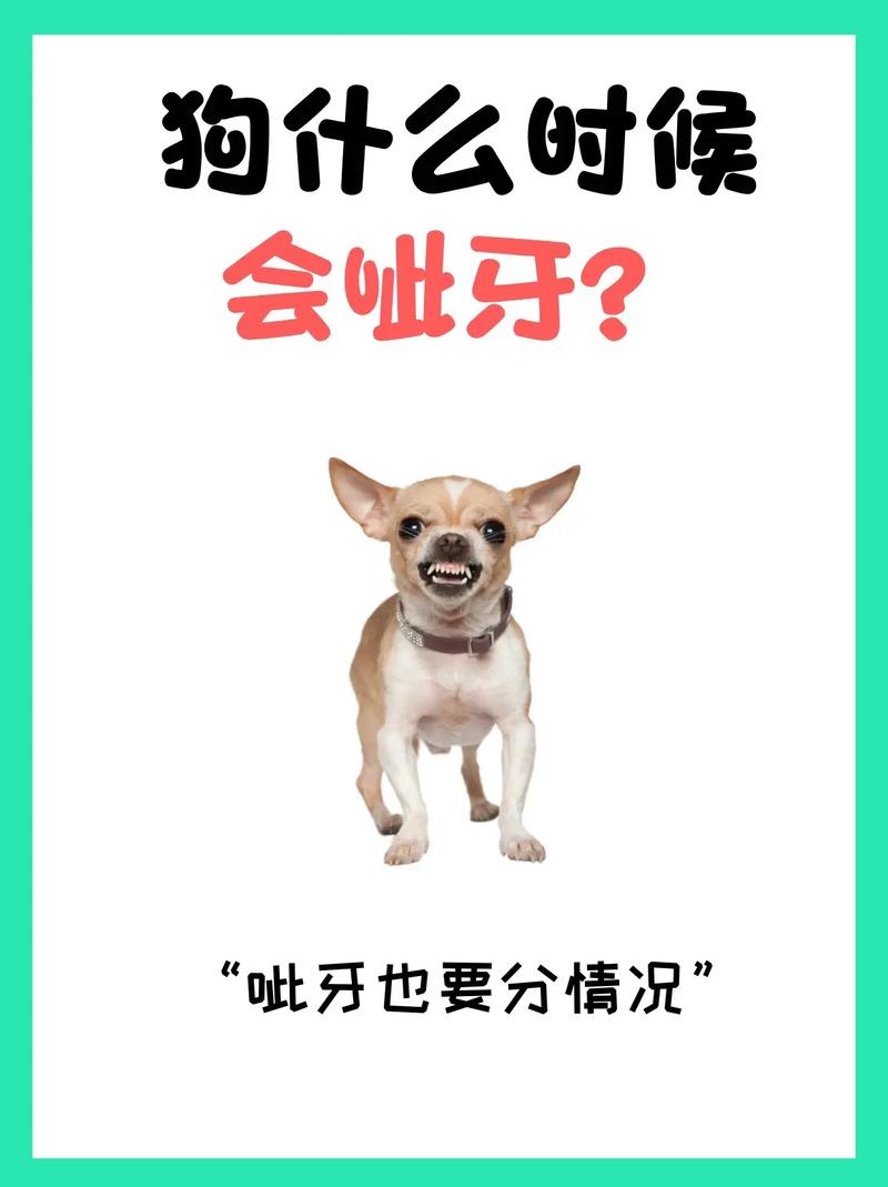 狗狗呲牙代表什么_狗狗呲牙怎么办-第4张图片-后鲨宠物 狗狗呲牙代表什么_狗狗呲牙怎么办-第4张图片-后鲨宠物