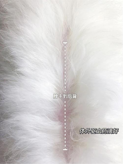 狗狗驱虫多久才能洗澡_狗狗驱虫多久不能洗澡-第5张图片-后鲨宠物 狗狗驱虫多久才能洗澡_狗狗驱虫多久不能洗澡-第5张图片-后鲨宠物