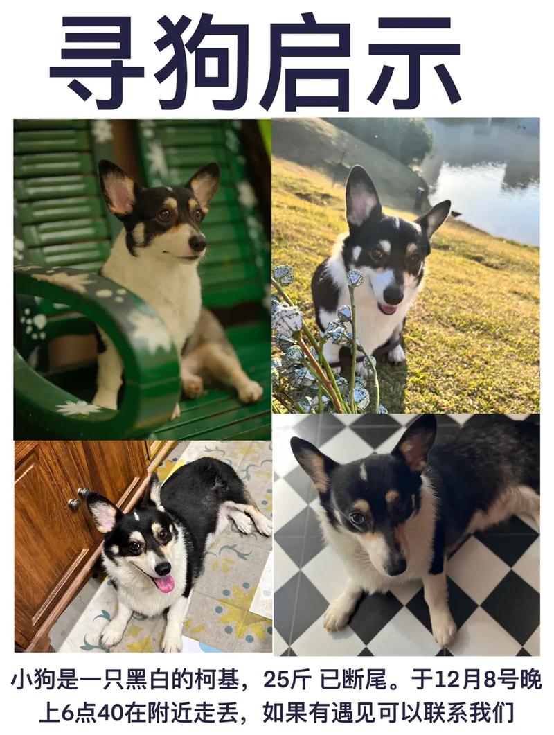 狗狗可以吃奥利奥吗_狗能吃奥利给-第3张图片-后鲨宠物 狗狗可以吃奥利奥吗_狗能吃奥利给-第3张图片-后鲨宠物