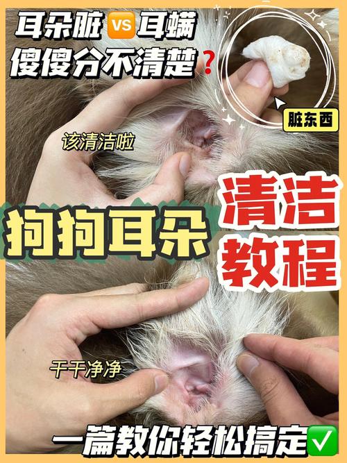 狗狗耳螨严重了怎么办,狗狗耳螨是什么症状-第2张图片-后鲨宠物 狗狗耳螨严重了怎么办,狗狗耳螨是什么症状-第2张图片-后鲨宠物