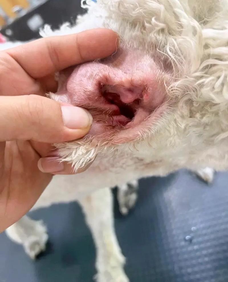 狗狗耳螨严重了怎么办,狗狗耳螨是什么症状-第4张图片-后鲨宠物 狗狗耳螨严重了怎么办,狗狗耳螨是什么症状-第4张图片-后鲨宠物