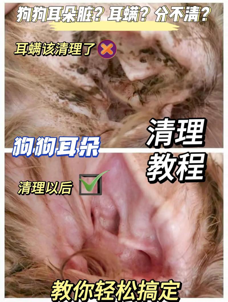 狗狗耳螨严重了怎么办,狗狗耳螨是什么症状-第5张图片-后鲨宠物 狗狗耳螨严重了怎么办,狗狗耳螨是什么症状-第5张图片-后鲨宠物