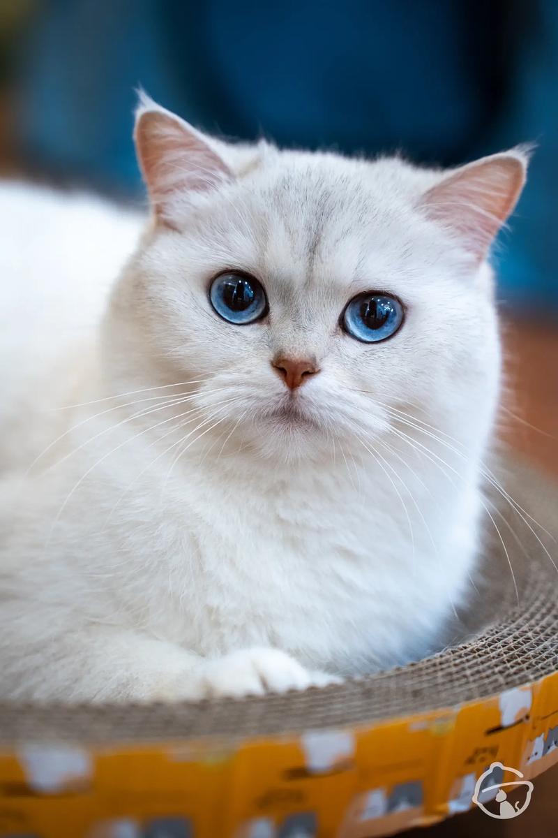 猫咪的眼睛颜色,猫咪的眼睛颜色代表什么?-第4张图片-后鲨宠物 猫咪的眼睛颜色,猫咪的眼睛颜色代表什么?-第4张图片-后鲨宠物