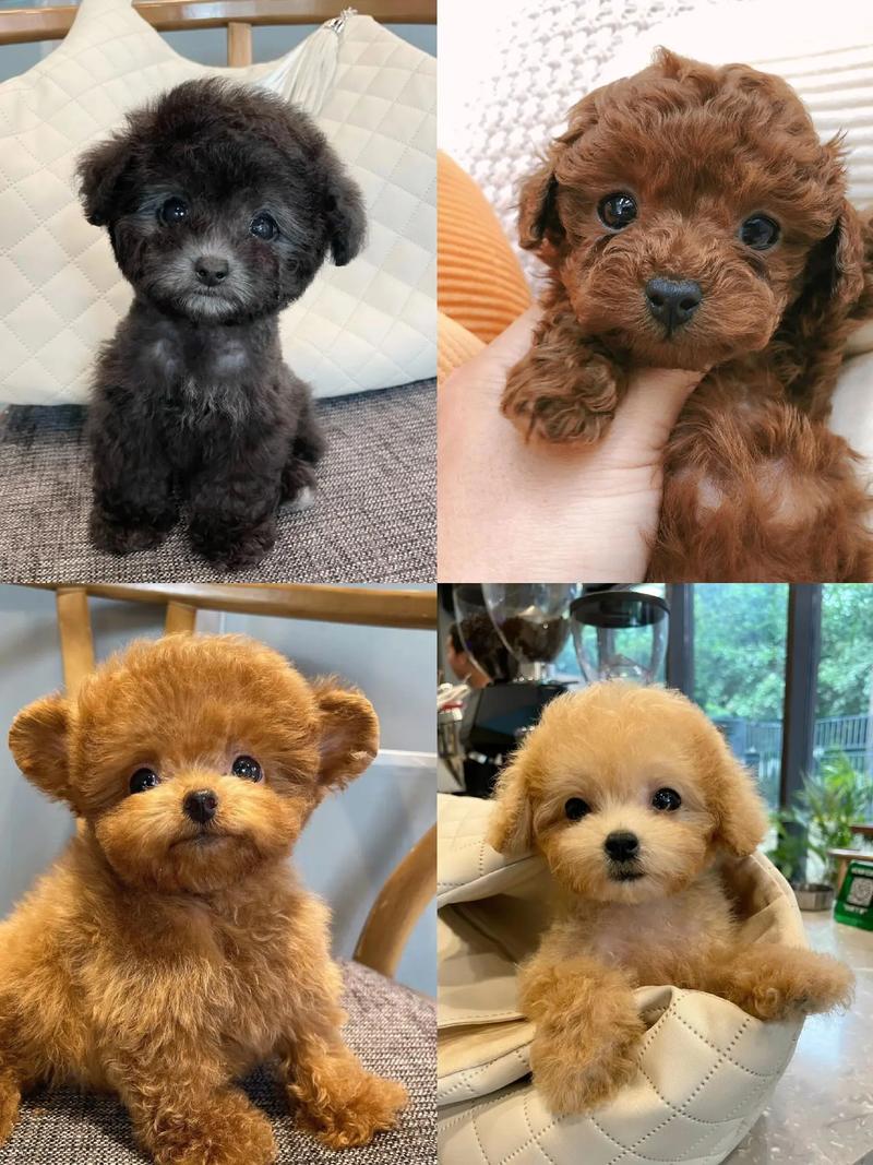 三个月狗狗吃什么，三个月狗狗吃什么蔬菜？