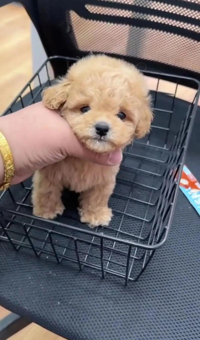 三个月狗狗吃什么,三个月狗狗吃什么蔬菜?-第2张图片-后鲨宠物 三个月狗狗吃什么,三个月狗狗吃什么蔬菜?-第2张图片-后鲨宠物