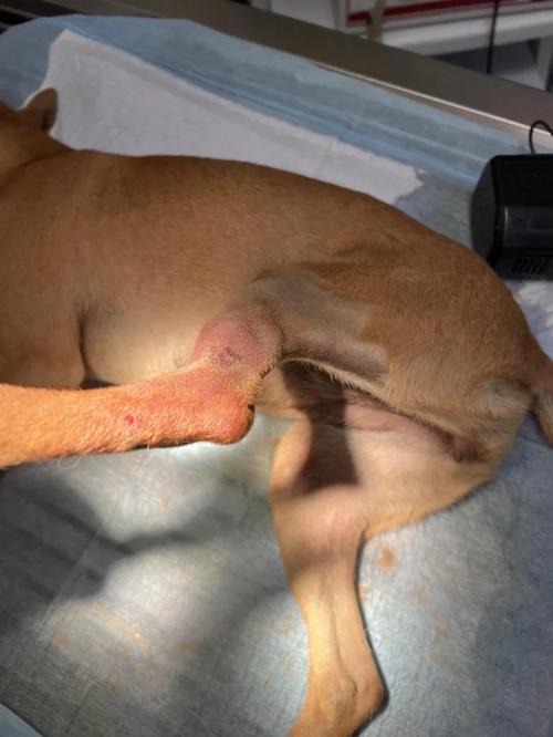 狗狗被骨头卡住的症状,狗狗被骨头卡住的症状表现-第1张图片-后鲨宠物 狗狗被骨头卡住的症状,狗狗被骨头卡住的症状表现-第1张图片-后鲨宠物