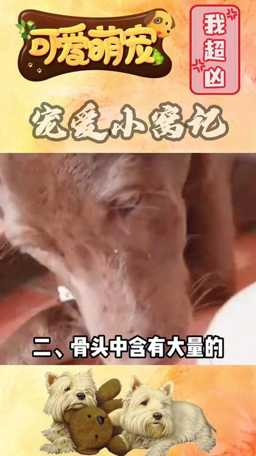 狗狗被骨头卡住的症状,狗狗被骨头卡住的症状表现-第3张图片-后鲨宠物 狗狗被骨头卡住的症状,狗狗被骨头卡住的症状表现-第3张图片-后鲨宠物