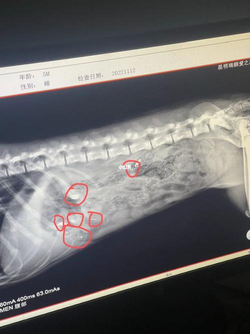 狗狗被骨头卡住的症状,狗狗被骨头卡住的症状表现-第5张图片-后鲨宠物 狗狗被骨头卡住的症状,狗狗被骨头卡住的症状表现-第5张图片-后鲨宠物