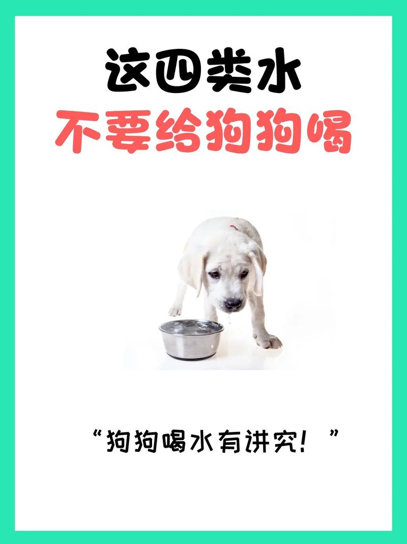 狗狗喝自来水可以吗_狗能喝自来水?-第3张图片-后鲨宠物 狗狗喝自来水可以吗_狗能喝自来水?-第3张图片-后鲨宠物