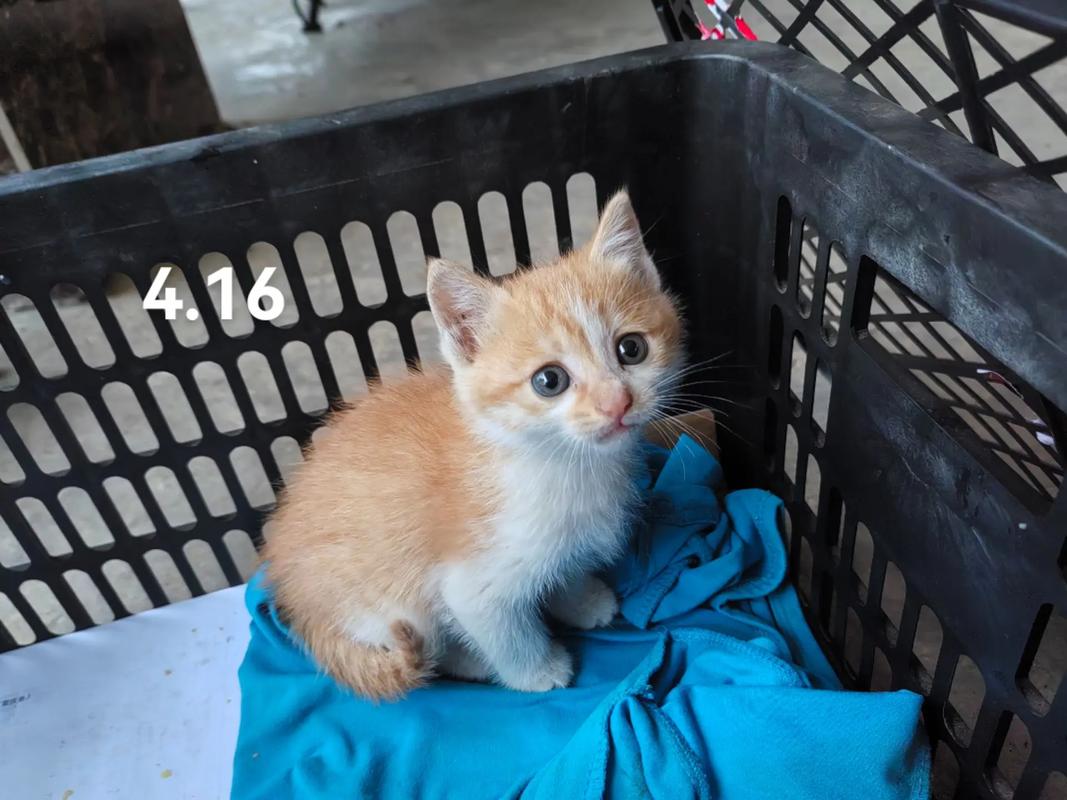 2个月的猫咪可以洗澡吗,2个月的猫咪可以洗澡吗视频?-第3张图片-后鲨宠物 2个月的猫咪可以洗澡吗,2个月的猫咪可以洗澡吗视频?-第3张图片-后鲨宠物