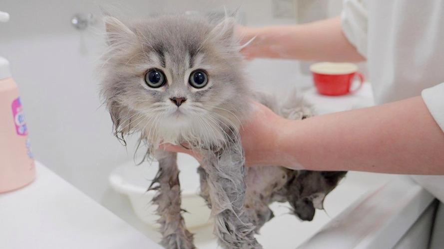 2个月的猫咪可以洗澡吗,2个月的猫咪可以洗澡吗视频?-第5张图片-后鲨宠物 2个月的猫咪可以洗澡吗,2个月的猫咪可以洗澡吗视频?-第5张图片-后鲨宠物