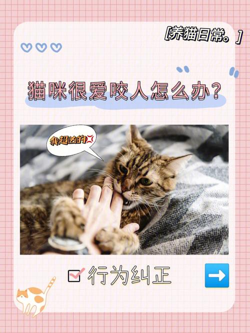 猫咪为什么喜欢咬人,猫咪为什么喜欢咬人的手还蹬人-第5张图片-后鲨宠物 猫咪为什么喜欢咬人,猫咪为什么喜欢咬人的手还蹬人-第5张图片-后鲨宠物