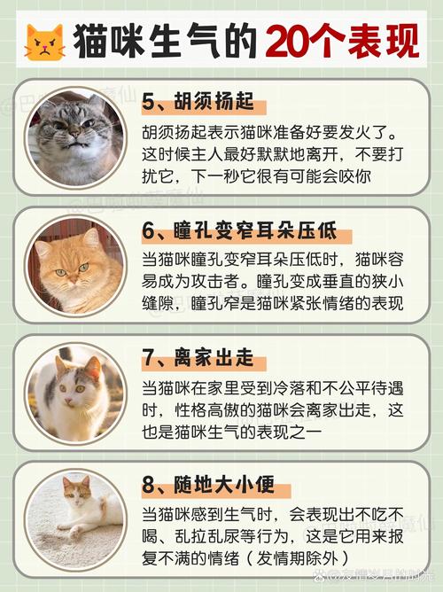 猫咪生气的表现_猫咪生气的表现 ,会咬家里人吗?