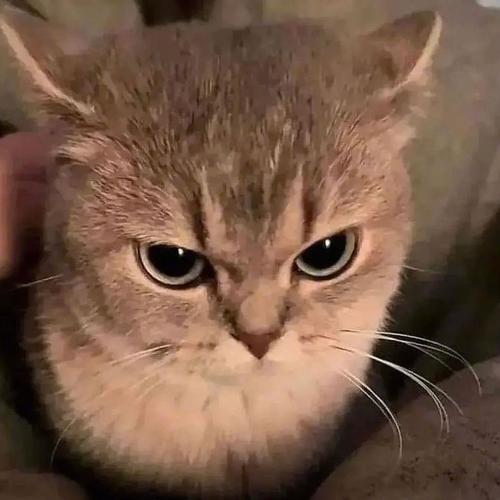 猫咪生气的表现_猫咪生气的表现 ,会咬家里人吗?-第3张图片-后鲨宠物