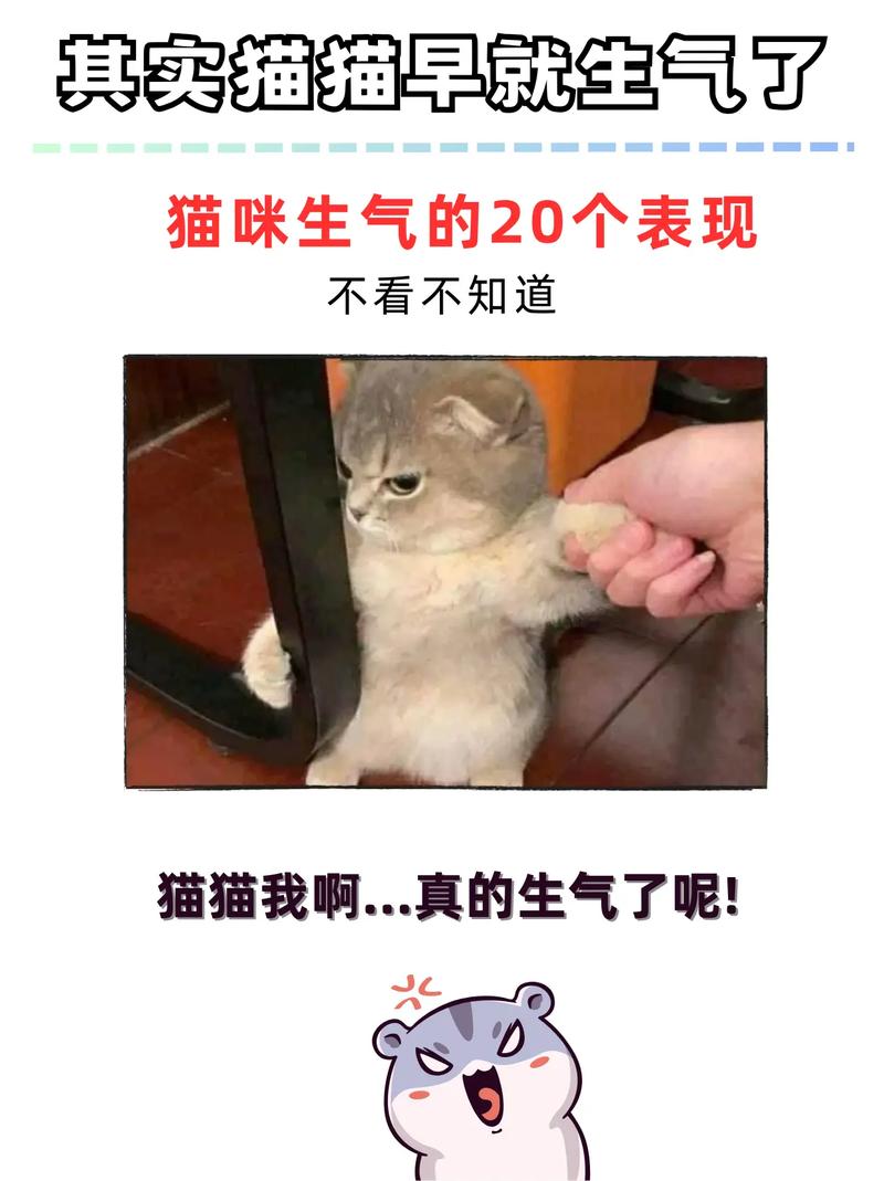猫咪生气的表现_猫咪生气的表现 ,会咬家里人吗?-第4张图片-后鲨宠物