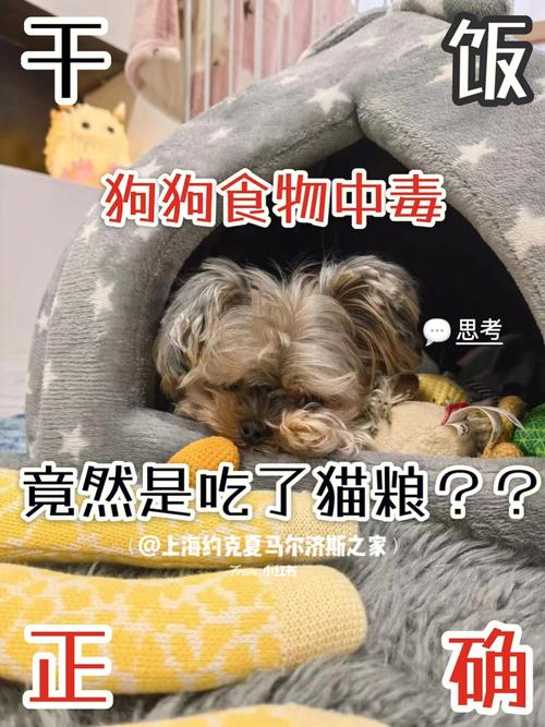 狗狗能吃猫粮么，狗狗能吃猫粮么嘛？