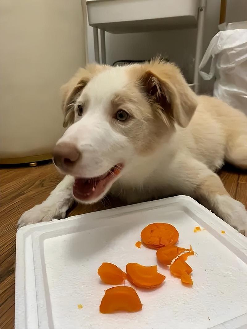 狗狗能吃生的胡萝卜吗_狗狗可以吃胡萝卜吗生的-第2张图片-后鲨宠物 狗狗能吃生的胡萝卜吗_狗狗可以吃胡萝卜吗生的-第2张图片-后鲨宠物