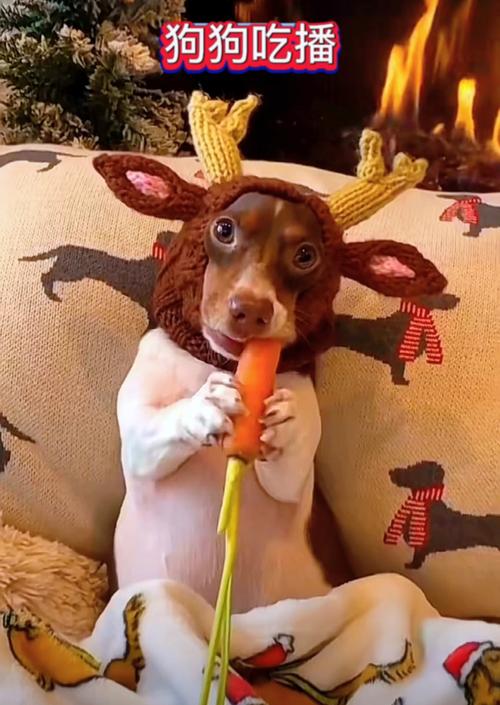 狗狗能吃生的胡萝卜吗_狗狗可以吃胡萝卜吗生的-第5张图片-后鲨宠物 狗狗能吃生的胡萝卜吗_狗狗可以吃胡萝卜吗生的-第5张图片-后鲨宠物