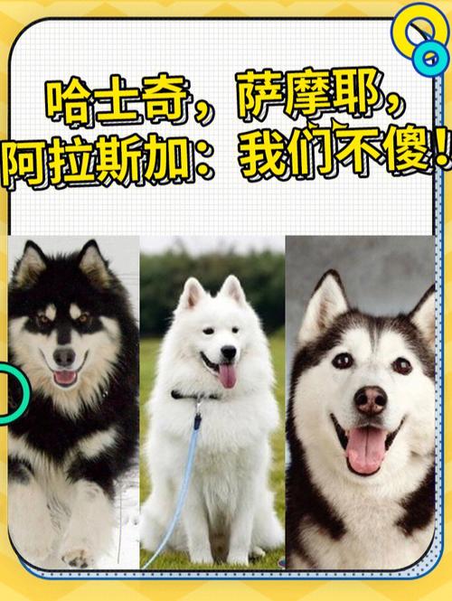 二哈是什么狗狗,二哈到底是什么狗-第2张图片-后鲨宠物 二哈是什么狗狗,二哈到底是什么狗-第2张图片-后鲨宠物