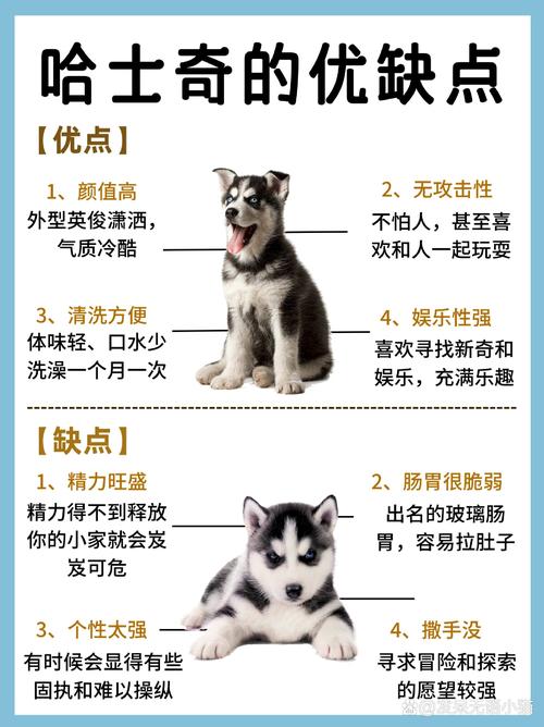 二哈是什么狗狗,二哈到底是什么狗-第5张图片-后鲨宠物 二哈是什么狗狗,二哈到底是什么狗-第5张图片-后鲨宠物