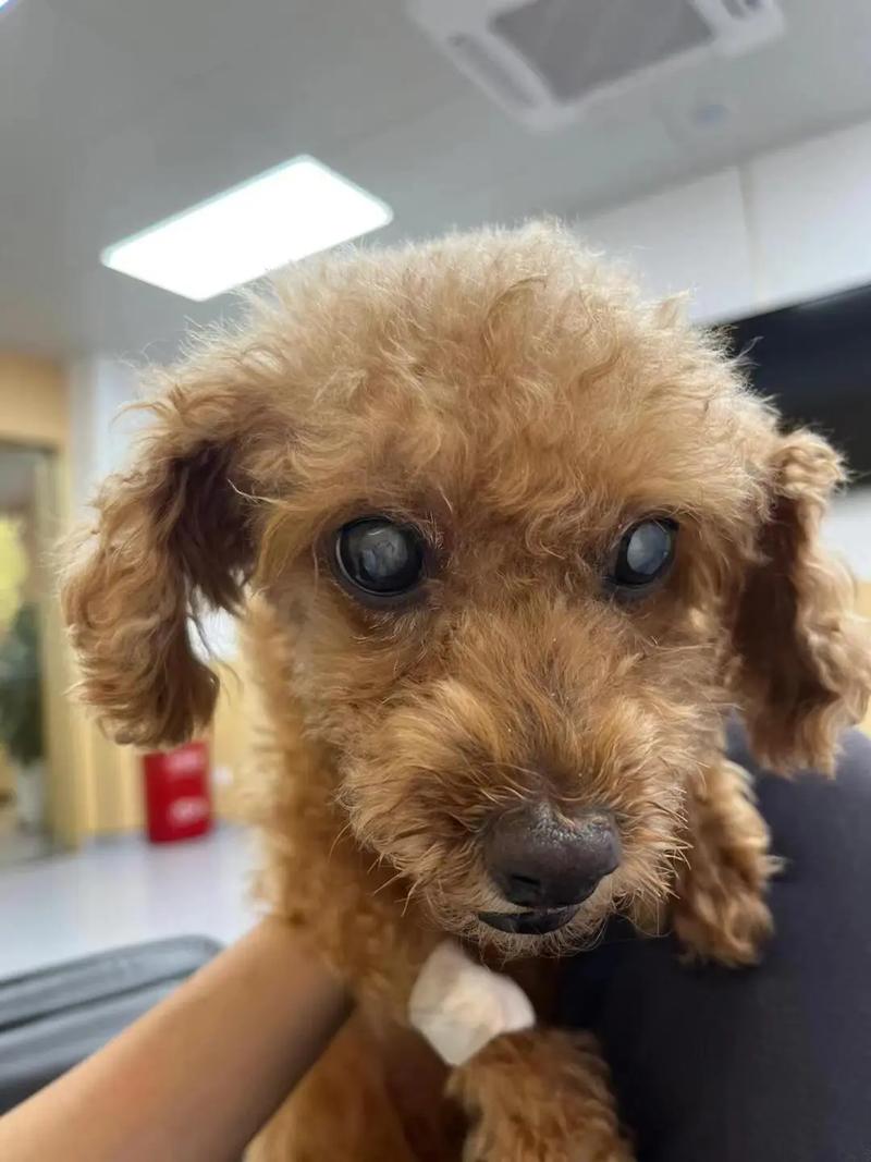 狗狗白内障的症状初期_狗狗得了白内障怎么办-第3张图片-后鲨宠物 狗狗白内障的症状初期_狗狗得了白内障怎么办-第3张图片-后鲨宠物