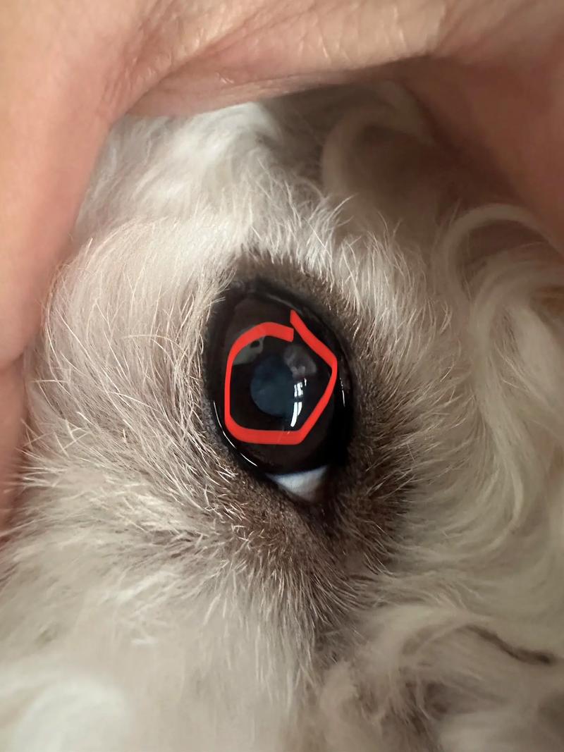 狗狗白内障的症状初期_狗狗得了白内障怎么办-第5张图片-后鲨宠物 狗狗白内障的症状初期_狗狗得了白内障怎么办-第5张图片-后鲨宠物