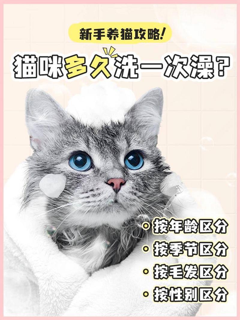 猫咪多久洗澡一次,给猫咪洗澡的正确方法?-第5张图片-后鲨宠物 猫咪多久洗澡一次,给猫咪洗澡的正确方法?-第5张图片-后鲨宠物