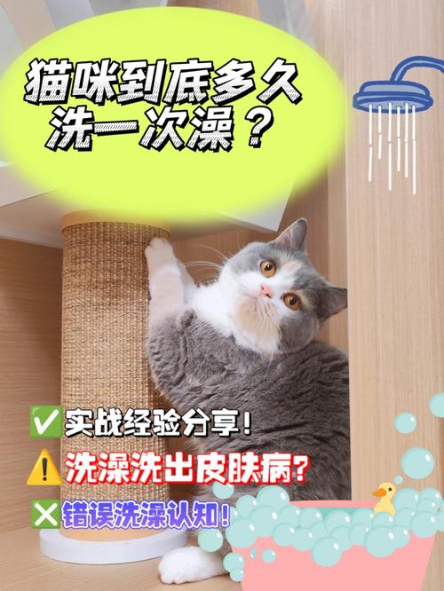 猫咪多久洗澡一次,给猫咪洗澡的正确方法?-第6张图片-后鲨宠物 猫咪多久洗澡一次,给猫咪洗澡的正确方法?-第6张图片-后鲨宠物